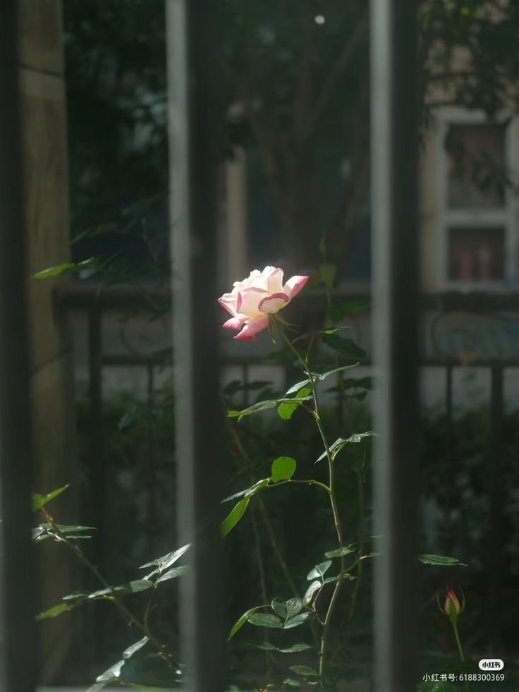 ADA HATI YANG TAK BISA DIUBAH